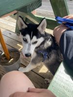 Siberian Husky Puppies for sale in South Bend, IN, USA. price: NA