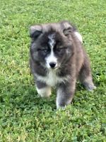 Siberian Husky Puppies for sale in TN-107, Tennessee, USA. price: NA