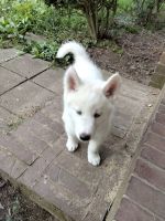 Siberian Husky Puppies for sale in Ellenboro, NC 28040, USA. price: NA