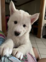 Siberian Husky Puppies for sale in Mesquite, TX 75149, USA. price: NA