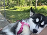Siberian Husky Puppies for sale in Kingston, PA 18704, USA. price: NA