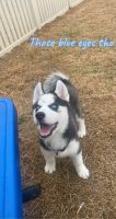 Siberian Husky Puppies for sale in Pearland, TX, USA. price: NA
