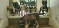 Siberian Husky Puppies for sale in Detroit Metro Airport, Romulus, MI 48242, USA. price: NA