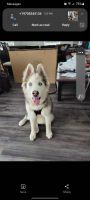 Siberian Husky Puppies for sale in Loveland, CO, USA. price: NA
