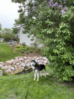 Siberian Husky Puppies for sale in Maple Grove, MN, USA. price: NA