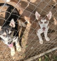 Siberian Husky Puppies for sale in Pacolet, SC 29372, USA. price: NA