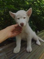 Siberian Husky Puppies for sale in New Bern, NC, USA. price: NA