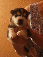 Siberian Husky Puppies for sale in Mesa, AZ, USA. price: NA