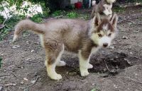 Siberian Husky Puppies for sale in Erie, PA 16508, USA. price: NA