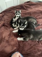 Siberian Husky Puppies for sale in Colorado Springs, CO, USA. price: NA