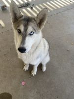 Siberian Husky Puppies for sale in Moreno Valley, CA 92553, USA. price: NA