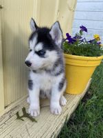 Siberian Husky Puppies for sale in Brookfield, MO 64628, USA. price: NA