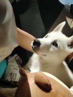 Siberian Husky Puppies for sale in Mt Pleasant, MI 48858, USA. price: NA