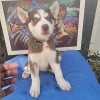 Siberian Husky Puppies for sale in Brooklyn, NY 11203, USA. price: NA