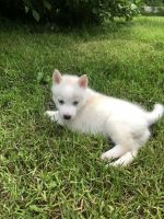 Siberian Husky Puppies for sale in Belleview, MO 63623, USA. price: NA