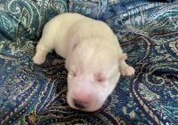 Siberian Husky Puppies for sale in NH-32, Richmond, NH, USA. price: NA