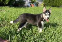 Siberian Husky Puppies for sale in Miami, FL, USA. price: NA