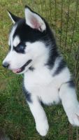Siberian Husky Puppies for sale in Lyndonville, Lyndon, VT 05851, USA. price: NA