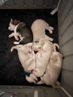Siberian Husky Puppies for sale in Morton, IL, USA. price: NA