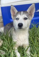 Siberian Husky Puppies for sale in Greens Bayou, Houston, TX 77015, USA. price: NA