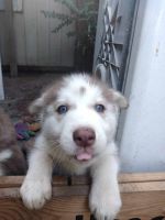 Siberian Husky Puppies for sale in Goose Creek, SC 29445, USA. price: NA