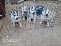 Siberian Husky Puppies for sale in Hesperia, CA, USA. price: NA