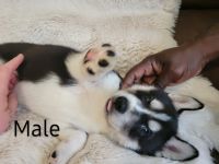 Siberian Husky Puppies for sale in Vancouver, WA 98686, USA. price: NA