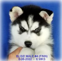 Siberian Husky Puppies for sale in Manilla, IA 51454, USA. price: NA