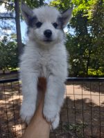 Siberian Husky Puppies for sale in Florence, SC, USA. price: NA