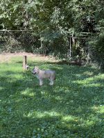 Siberian Husky Puppies for sale in Falls Church, VA, USA. price: NA