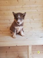 Siberian Husky Puppies Photos
