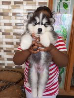 Siberian Husky Puppies for sale in Coimbatore, Tamil Nadu, India. price: NA