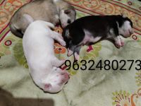 Siberian Husky Puppies for sale in Kadur, Karnataka 577548, India. price: 100000 INR