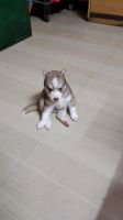 Siberian Husky Puppies for sale in Coimbatore, Tamil Nadu, India. price: 40000 INR