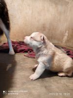 Siberian Husky Puppies for sale in Karnataka 571428, India. price: 30000 INR