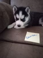 Siberian Husky Puppies for sale in Kerrick, MN, USA. price: NA