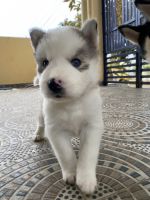 Siberian Husky Puppies for sale in Bengaluru, Karnataka, India. price: 45000 INR