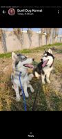 Siberian Husky Puppies Photos