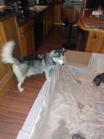 Siberian Husky Puppies for sale in La Valle, WI 53941, USA. price: NA