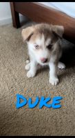 Siberian Husky Puppies for sale in Jacksonville, FL, USA. price: NA