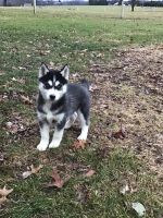 Siberian Husky Puppies for sale in 391 W Newport Rd, Lititz, PA 17543, USA. price: NA
