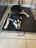 Siberian Husky Puppies for sale in Davenport, FL 33837, USA. price: NA