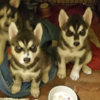 Siberian Husky Puppies for sale in South Fork, CO 81154, USA. price: NA
