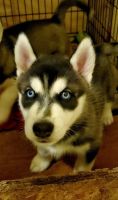 Siberian Husky Puppies for sale in South Fork, CO 81154, USA. price: NA