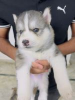 Siberian Husky Puppies for sale in VB City Rd, Railway Employees Colony Phase I, Railway Employees Colony, Bolarum, Secunderabad, Telangana 500014, India. price: 35000 INR