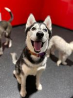 Siberian Husky Puppies for sale in Scarborough, Toronto, ON, Canada. price: $1,000