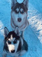 Siberian Husky Puppies for sale in Kelowna, BC, Canada. price: $1,000