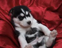 Siberian Husky Puppies for sale in Comox Valley, BC, Canada. price: NA