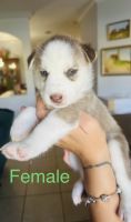 Siberian Husky Puppies for sale in Miramar, FL, USA. price: NA