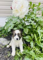 Siberian Husky Puppies for sale in Beech Grove, IN, USA. price: $900